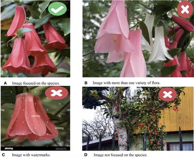 Deep learning for Chilean native flora classification: a comparative analysis